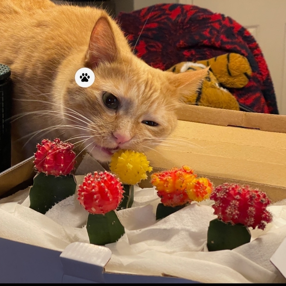 Bundle for Lauren Lynx onuy